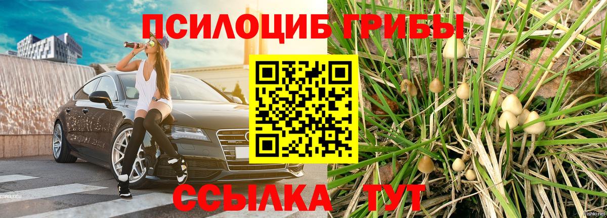 Псилоцибиновые грибы Cubensis Дзержинск